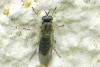 Solva marginata